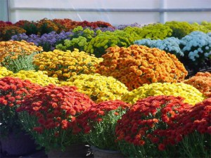 Mums for SALE!  F.R.I.E.N.D.S.